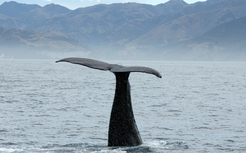 Yeni Zelanda'ya gitmek için nedenlerimiz çok!