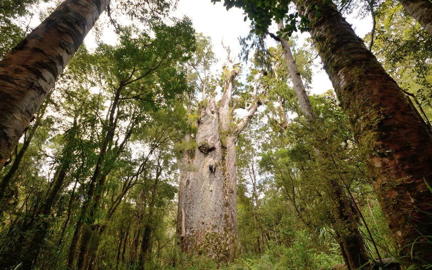 Yeni Zelanda'ya gitmek için nedenlerimiz çok!