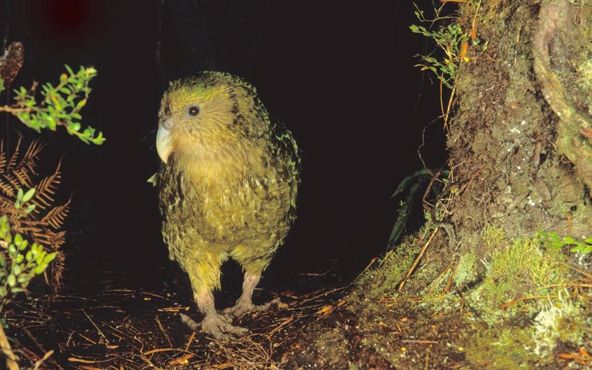 Yeni Zelanda'ya gitmek için nedenlerimiz çok!