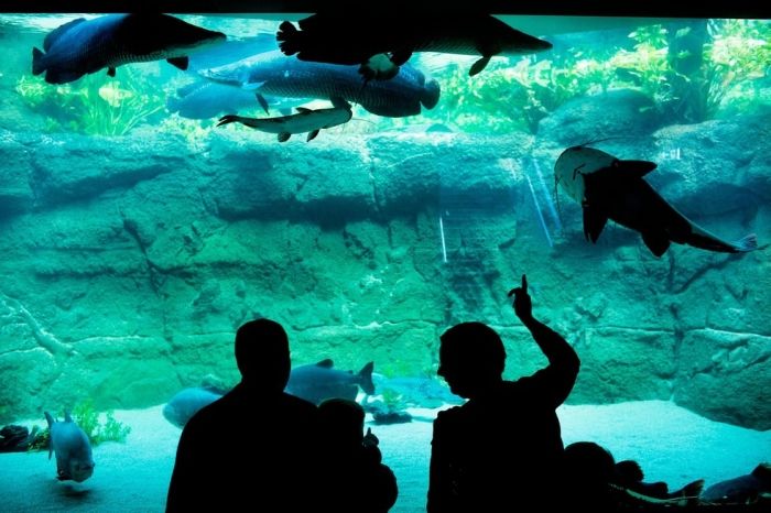 Danimarka'da benzersiz akvaryum