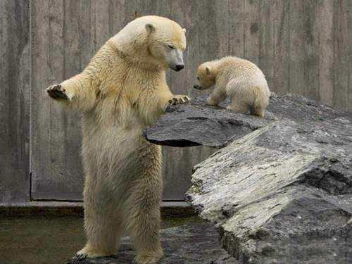 Hayvanlar ve sevimli yavruları