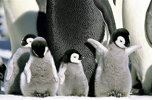 Hayvanlar ve sevimli yavruları