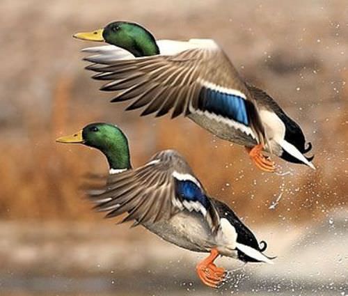 Hayvanlar ve sevimli yavruları