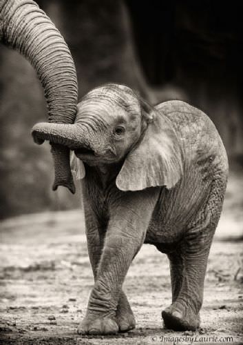 Hayvanlar ve sevimli yavruları