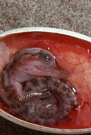 Hangi ülke kahvaltıda ne yiyor?