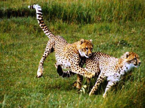 Hayvanların inanılmaz anları