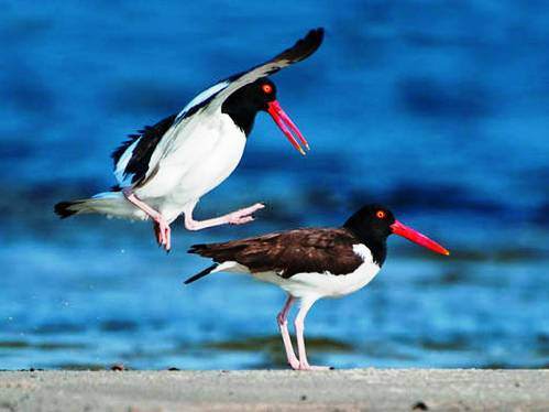 Hayvanların inanılmaz anları