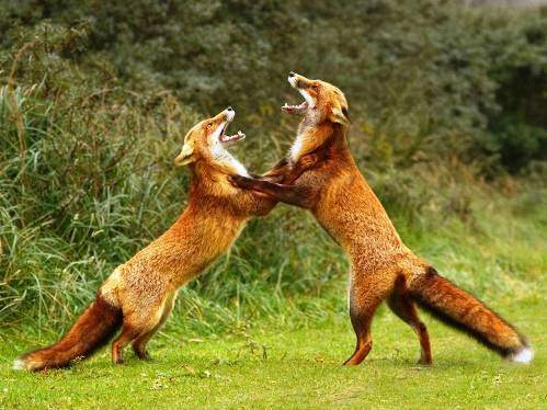 Hayvanların inanılmaz anları