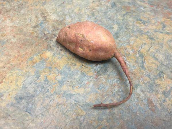 İnanılmaz görüntü yanılsamaları