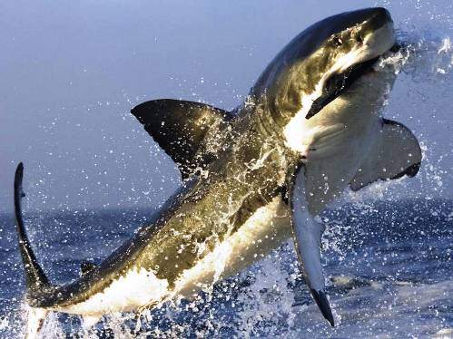 Hayvanların inanılmaz anları