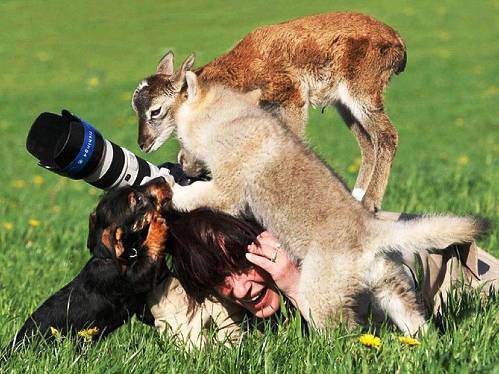 Hayvanların inanılmaz anları