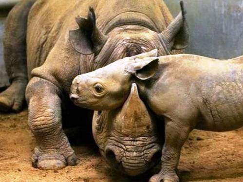 Hayvanların inanılmaz anları