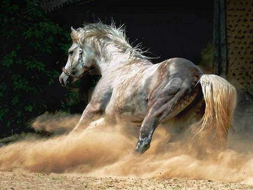 Hayvanların inanılmaz anları