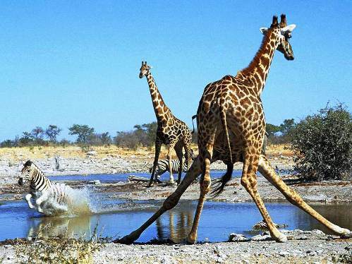 Hayvanların inanılmaz anları