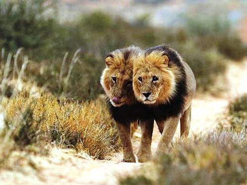 Hayvanların inanılmaz anları