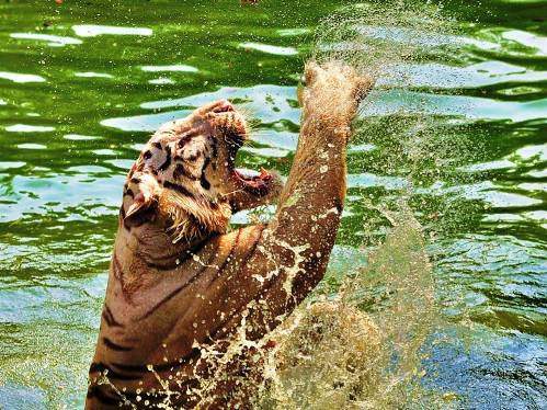 Hayvanların inanılmaz anları