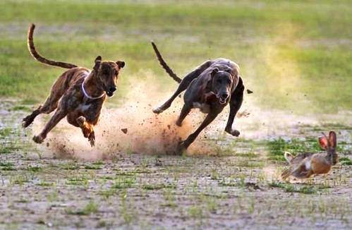 Hayvanların inanılmaz anları