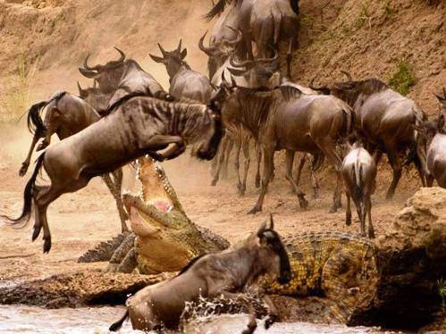 Hayvanların inanılmaz anları