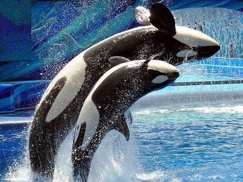 Hayvanların inanılmaz anları