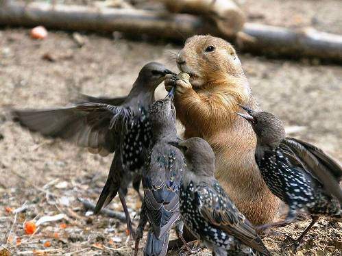 Hayvanların inanılmaz anları