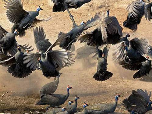 Hayvanların inanılmaz anları