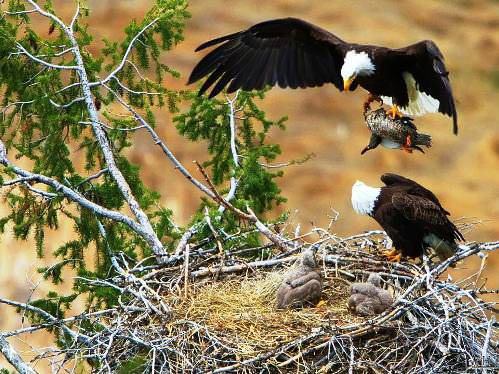 Hayvanların inanılmaz anları