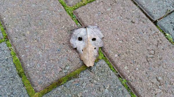 İnanılmaz görüntü yanılsamaları