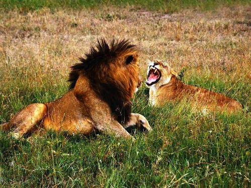 Hayvanların inanılmaz anları