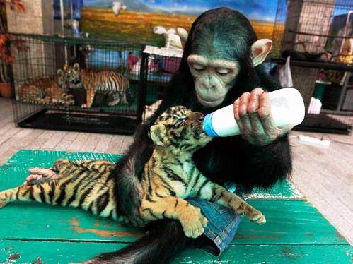 Hayvanların inanılmaz anları