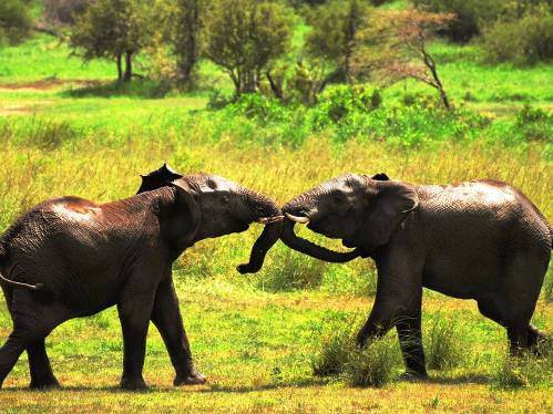 Hayvanların inanılmaz anları