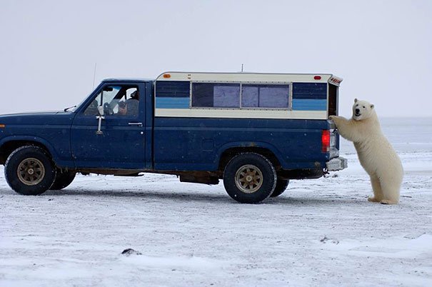 Ayıların şaşırtan insan hareketleri