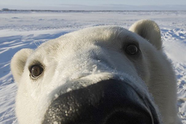 Ayıların şaşırtan insan hareketleri