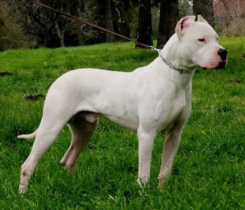 Dünya'nın en güçlü 15 köpeği