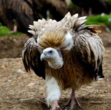 Akıl almaz gelenek!