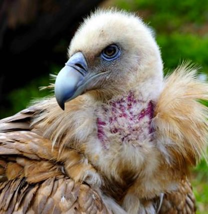 Akıl almaz gelenek!