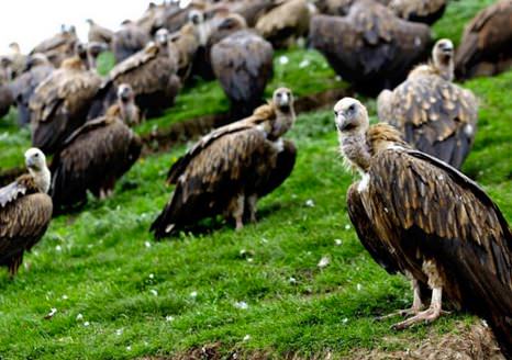 Akıl almaz gelenek!