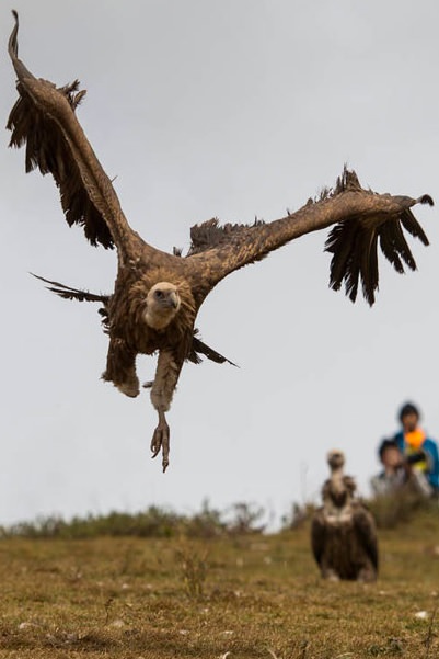 Akıl almaz gelenek!