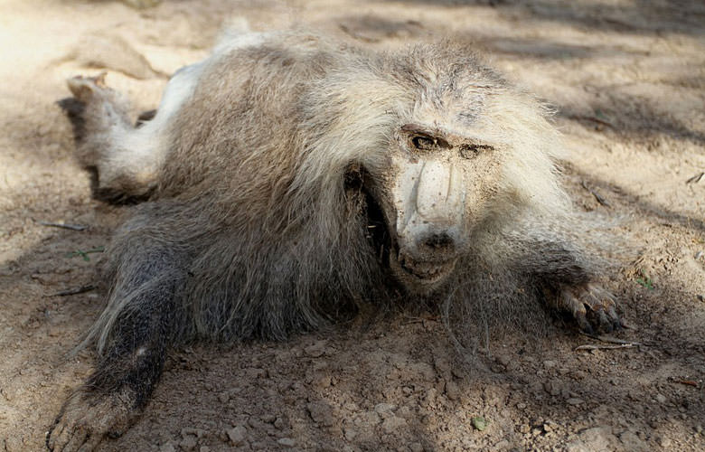 En korkunç hayvanat bahçesi
