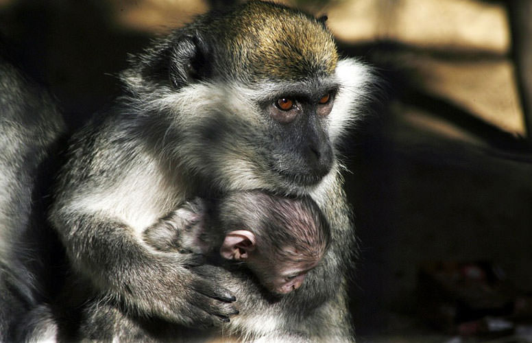 En korkunç hayvanat bahçesi