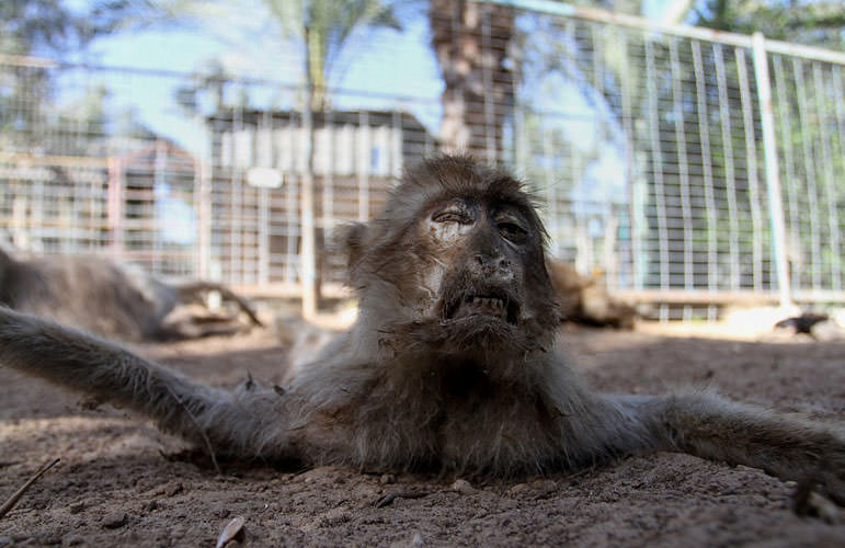 En korkunç hayvanat bahçesi
