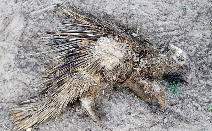 En korkunç hayvanat bahçesi