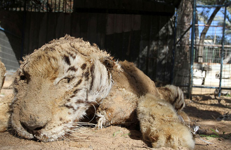 En korkunç hayvanat bahçesi