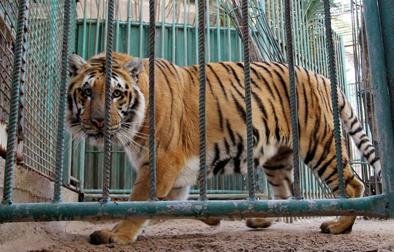 En korkunç hayvanat bahçesi