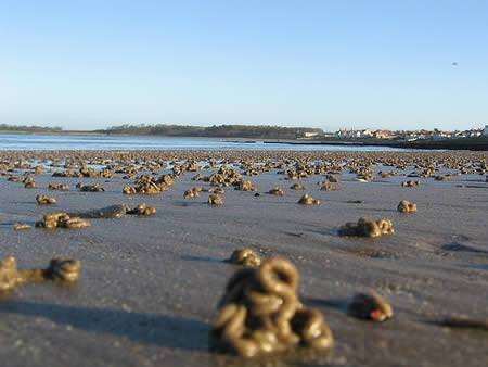 Dünya'nın garip gerçekleri