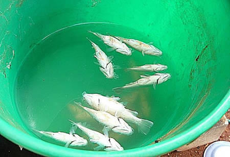 Dünya'nın garip gerçekleri