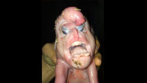 Bunu görenler gözlerine inanamadı