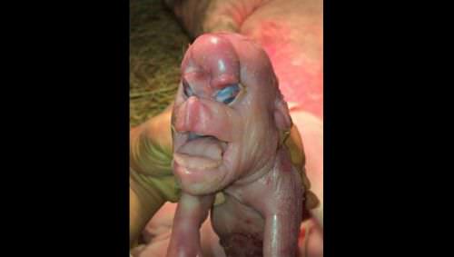 Bunu görenler gözlerine inanamadı