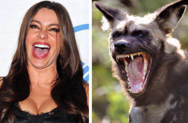 Ünlüler ve benzedikleri hayvanlar