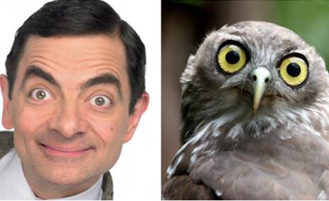 Ünlüler ve benzedikleri hayvanlar