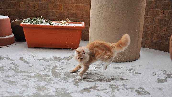 Karla ilk kez tanışmış sevimli hayvanlar